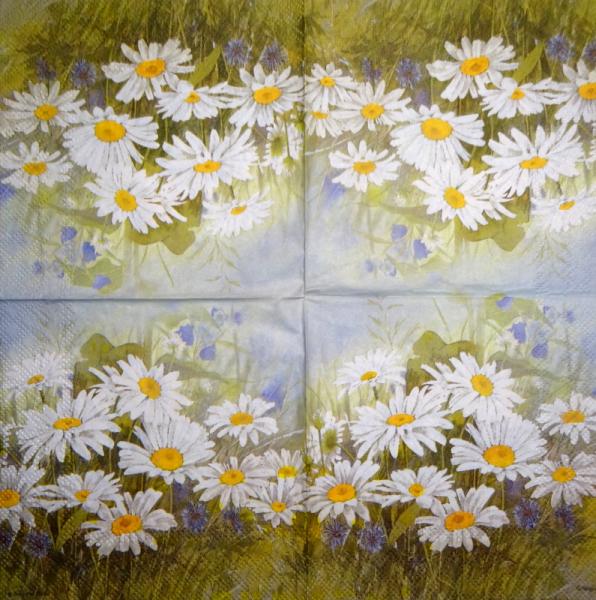 348 Daisies - 3-ply - CS